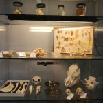 Vetrina espositiva del Museo di Storia Naturale dell’Università della Calabria